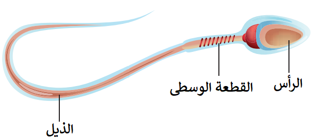 الحيوان المنوي